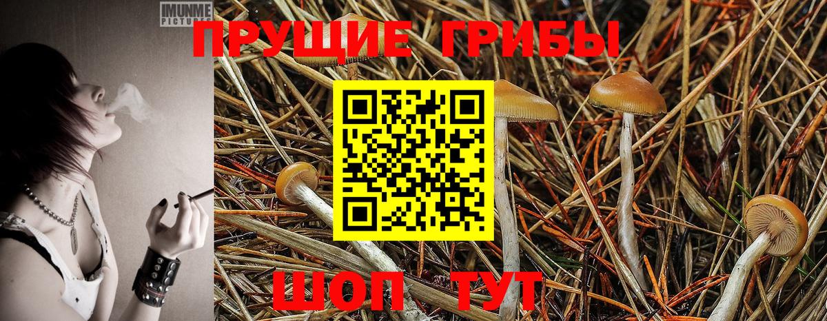 Тутаев  как найти наркотики  Галлюциногенные грибы Psilocybe  Вход с VPN  Галлюциногенные грибы ЛСД 